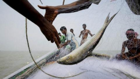 Fresh fish Sundarbans
