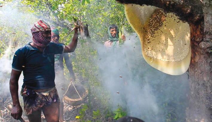 Sundarbans natural products