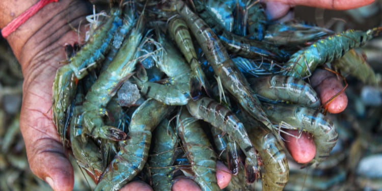 Sundarbans prawns
