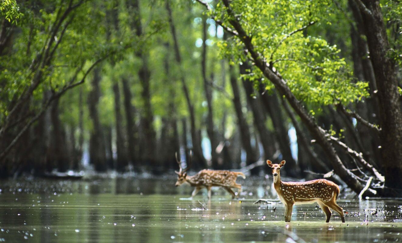 Honey collection Sundarbans