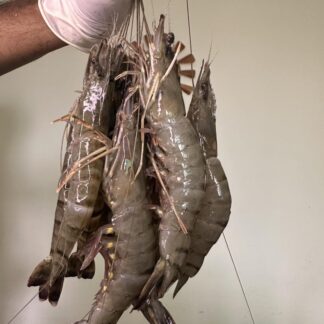 সুন্দরবনের বাগদা চিংড়ি